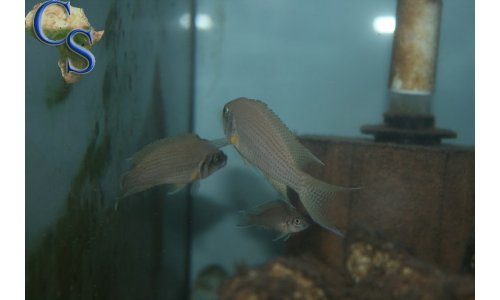 Neolamprologus pulcher red spot